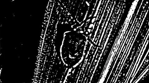 Black and White Abstract Texture Line Art Graphic Design Stock Illustration