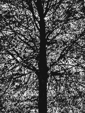 Black and white abstract tree branches in Cologne Germany Stock Photos