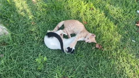 Black and  white and orange kittens playing together Stock Footage 337131995