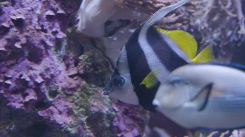 A Black and white angelfish Stock Footage 211162593