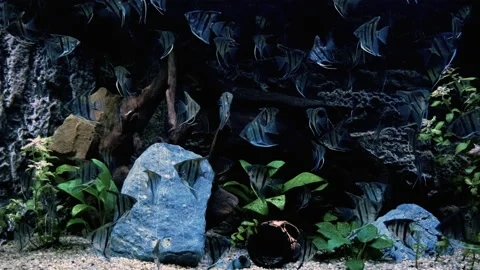 Black and white angelfish herd 動画素材 169503530