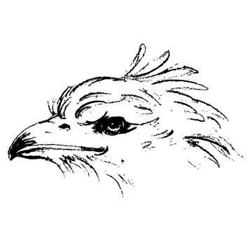 Black and white angry eagle head イラスト素材