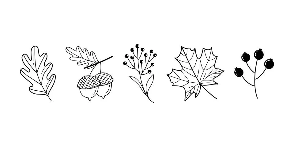 Black and White Autumn Elements Set Hand Drawn Oak Leaf, Acorn, Berries and 스톡 일러스트