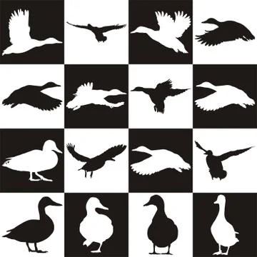 Black and white background with Mallards Stock Illustration