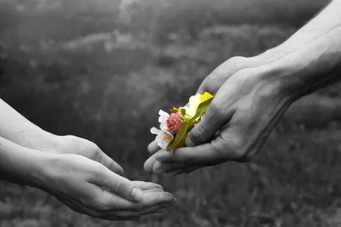 Black and white background with multi-colored flowers. Flowers in male hands. Stock Photos