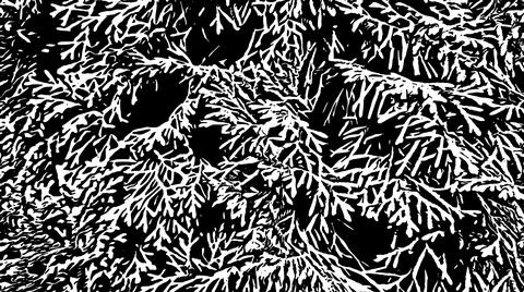 Black and white background with pine branches. Vector floral pattern Stock Illustration