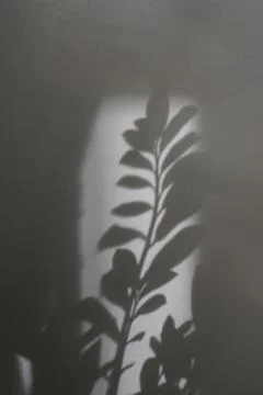 Black and white background with shadow of leaves Stock Photos