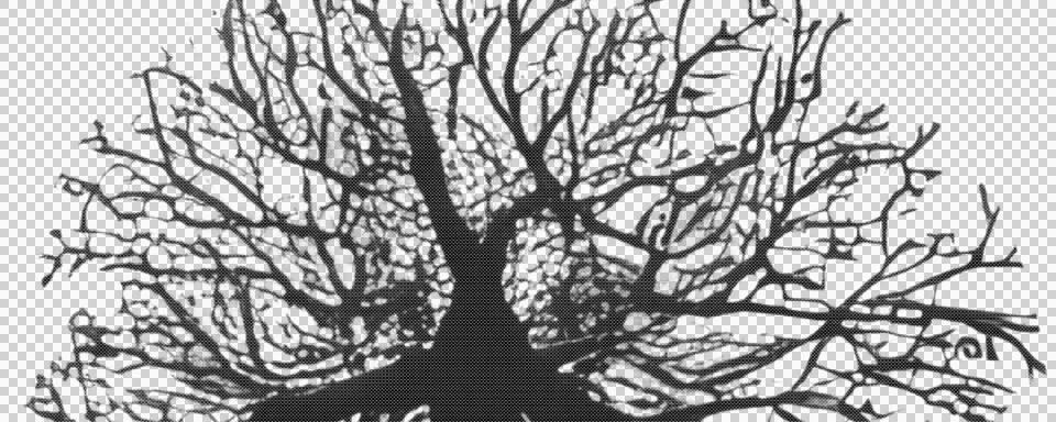 Black and White Bare Tree Illustration with Branches Isolated PNG Stock Illustration