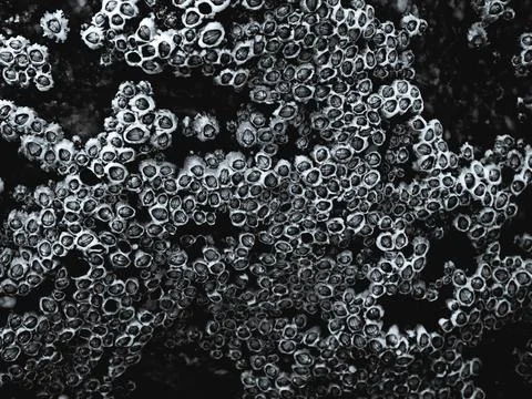 Black and white barnacle texture abstract background Stock-Fotos