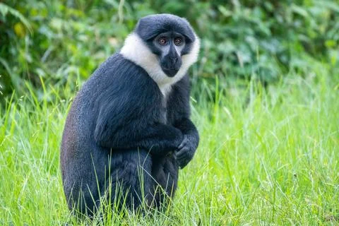 A black and white Bearded monkey is peacefully sitting in the tall grass Stock Photos