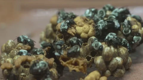 Black and white bees on unusual honey comb Stock Footage 210837366