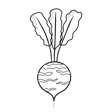 Black and white beetroot isolated on white background. Linear radish Stock Illustration