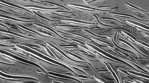 Black and white big school of swimming catfish. Video stock 90804311