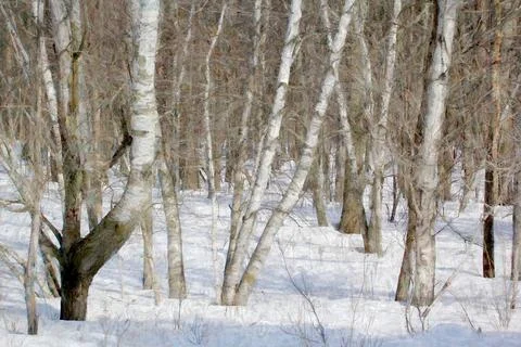 Black and white birch and aspen trees make a natural background texture patte Stock Photos