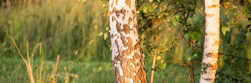 A black and white birch tree trunk in nature in the forest in summer in the w Stock Photos