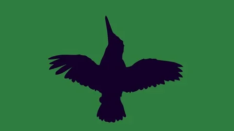 A black and white bird flying in the sky on green background silhouetted 库存影片 337336190