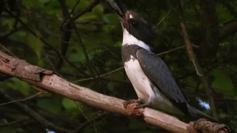 Black and White Bird Stock Footage 323139151
