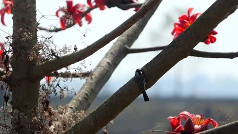 Black and white bird perched on silk cotton tree branch with red flowers Video stock 330705272