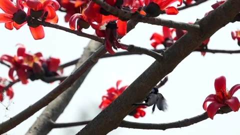 Black and white bird perched on silk cotton tree branch with red blossoms Stock Footage 330705383