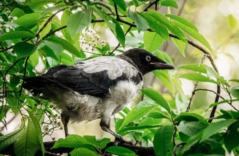 Black and white bird sitting on a branch with green leaves Stock Photos
