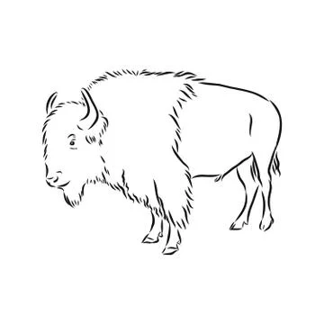 Black and white bison vector illustration, bison vector sketch illustration Stock Illustration