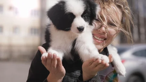 Black and white Border Collie Puppy Cuddling Up with Owner Young women in the Stock Footage 129040031