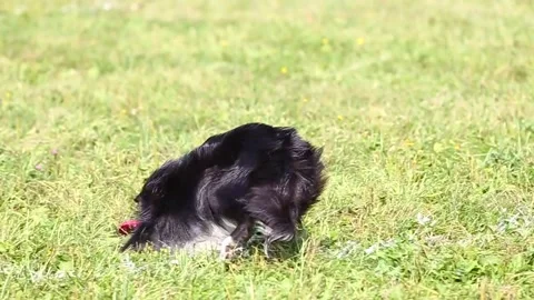 Black and white border collie dog plays with a frisbee plate Video stock 220946134