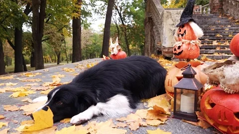 Black and white Border Collie lies in pumpkins decorated for Halloween Stock Footage 256967018