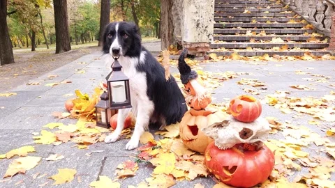 A black and white Border Collie sits with a lantern in his teeth Stock Footage 256967087
