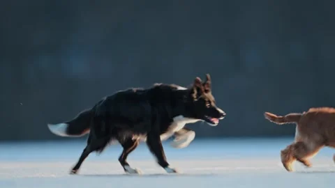 Black and white Border Collie and Spaniel playfully chase each other on winter Stock Footage 304617843