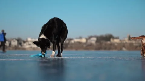 Black and white Border Collie whips octopus toy side to side on a frozen lake Stock Footage 304686543
