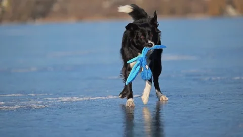 Black and white Border Collie spins an octopus toy on ice, joyful winter play. Stock Footage 305095332