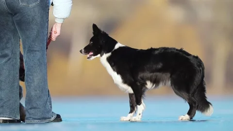 Black and white Border Collie enjoys running and sliding on a frozen winter lake Stock Footage 310101038