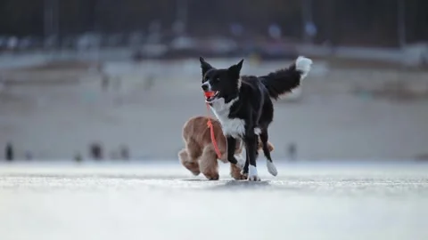 Black and white Border Collie and Spaniel playfully chase each other on winter Stock Footage 310101094