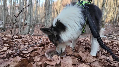 A black and white border collie on a leash eating. Stock Footage 311650941
