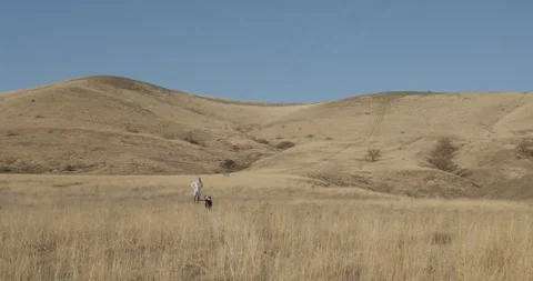 A black and white border collie on a walk against the backdrop of an autumn Stock Footage 312107342