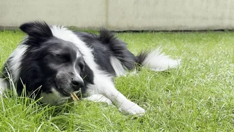 Black and white border collie enjoying his treat on the grass on warm sunny day Stock Footage 314459951