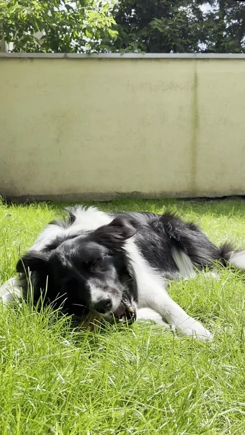 Black and white border collie active eating his treat on the grass on sunny day Stock Footage 314460049