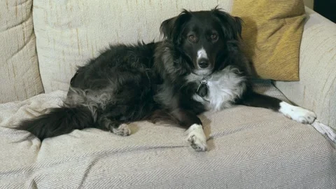 Black and white border collie dog resting on a couch Stock Footage 331674258