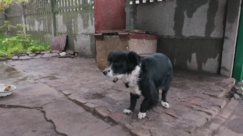 Black and White Border Collie Mix Standing Chained in Wet Backyard Stock Footage 333825394