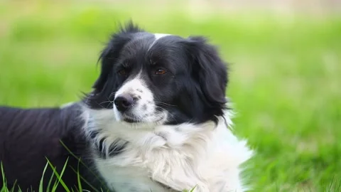 Black and White Border Collie Resting on Green Grass in Countryside Stock Footage 334849026