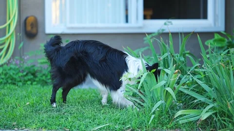 Black and white Border Collie investigates grass in a sunny garden Stock Footage 345619685
