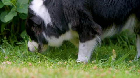 Black and White Border Collie Eating Grass in Backyard Stock Footage 346117940