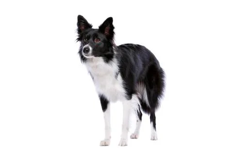 Black and white border collie dog Stock Photos