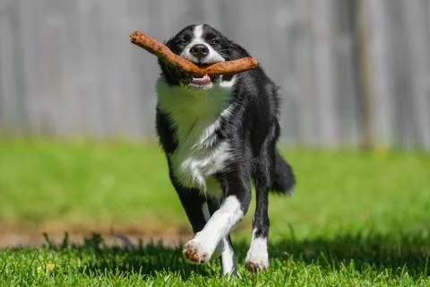 Black and white border collie puppy Stock Photos