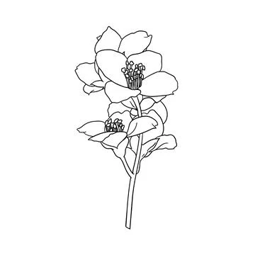 Black and white branch flower jasmine outline isolated on background. Hand-.. Stock Illustration