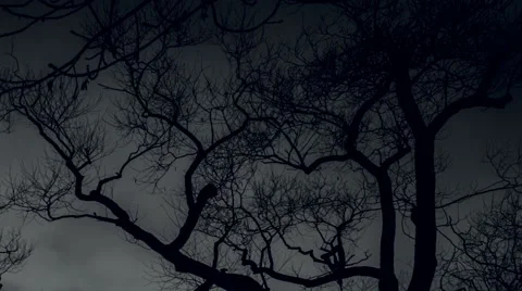 Black and white branches timelapse scary trees Vidéo 57120985