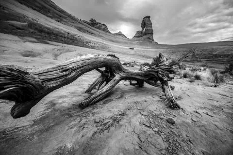 Black and white broken tree with view delicate arch Stock Photos