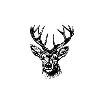 Black and White Buck. Vector illustration. 스톡 일러스트