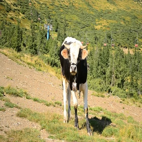 Black and white bull calf bellows in mountains Stock Footage 69440853
